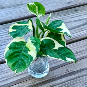 Pearl and Jade Pothos CUTTING - Unrooted Pothos cuttings - rare variegated philodendron cutting - variegated Pothos cutting - easy care