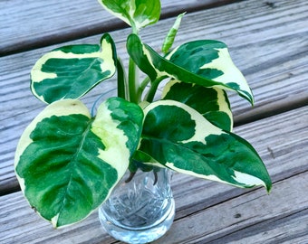 Pearl and Jade Pothos CUTTING - Unrooted Pothos cuttings - rare variegated philodendron cutting - variegated Pothos cutting - easy care