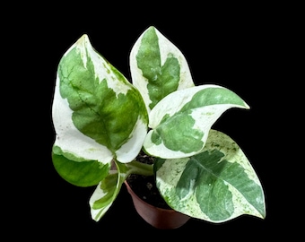 N&#39;joy Pothos Starter Plant in a 1.5” Pot - Low light indoor plant - Terrarium plant, Office plant, Gift plant