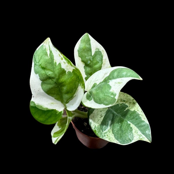 N'joy Pothos Starter Plant in a 1.5” Pot - Low light indoor plant - Terrarium plant, Office plant, Gift plant