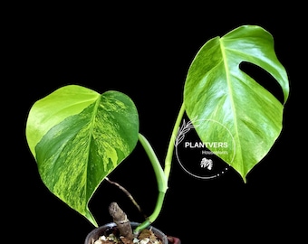 Super Rare Variegated Monstera Green on Green Plant - Variegated