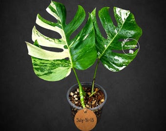 Variegated Monstera Albo Live Plant - Rare White Borsigiana - EXACT Plant - US Seller