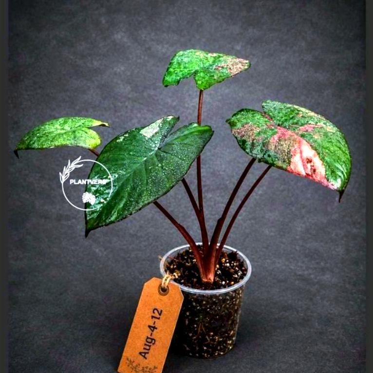Alocasia Serendipity Variegated - Etsy