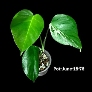 Monstera Albo - Low Variegated Monstera Borsigiana Albo - Rare Collector Plant - Reverted Monstera Albo Pots - Exact Same Plant - USA seller