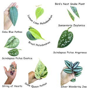 Indoor Easy Care plant Cuttings Bundle - Mystery Box House Plant Clippings  - Cuttings for Propagation Pothos Philodendron Wandering Jew