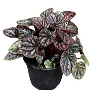 Peperomia Caperata 'Emerald Ripple' – Unique Rippled Leaf Plant - Easy Care Indoor Houseplant - Live Plant in 4 Inch Grow Pot