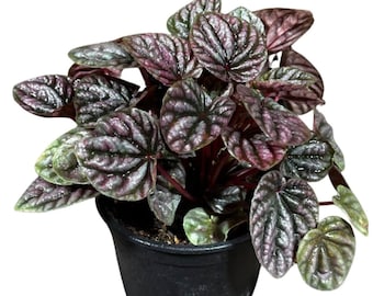 Peperomia Caperata Red Luna in 4" Pot Live Plant- 'Emerald Ripple' – Unique Rippled Leaf Plant - Easy Care Indoor Houseplant
