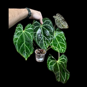 Anthurium Clarinervium in a Nursery Pot - Live Houseplant - Rare Aroids - Crystal Anthurium - Rare Anthurium - Indoor Plant - US Seller