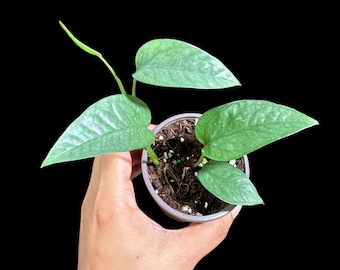 Epipremnum Pinnatum 'Cebu Blue' Pothos  2" Pot | Rare Blue Color Leaves Pothos Plant - Epipremnum Pinnatum | Terrarium Plant | Kids Plant
