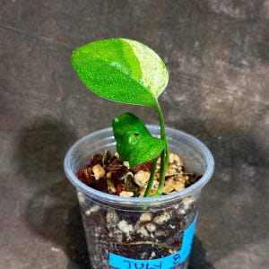 RARE Epipremnum Pinnatum Marble Variegated Plant in a Nursery Pot - Beginners Plant - Indoor Plant - SAME Plant as picture - US Seller