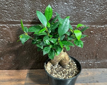 Ginseng Ficus Bonsai Plant - Ficus Microcarpa in 4" Nursery Pot