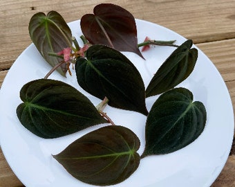 Velvet Leaf Philodendron cuttings RARE | Velvet Leaf plant | Philodendron Mican | Heartleaf Philodendron cutting | Rare indoor vining plant