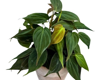Philodendron Micans Velvet in 4" Grow Pot - Velvet Leaf - Heartleaf Philodendron - Rare Indoor Plant - Rare Hirt's - Easy Houseplant