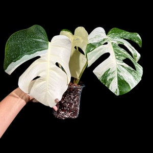 Monstera Albo Same Plant in a Nursery Pot - Highly Variegated Monstera ALBO 3 Leaf Plant - US SELLER Same Plant