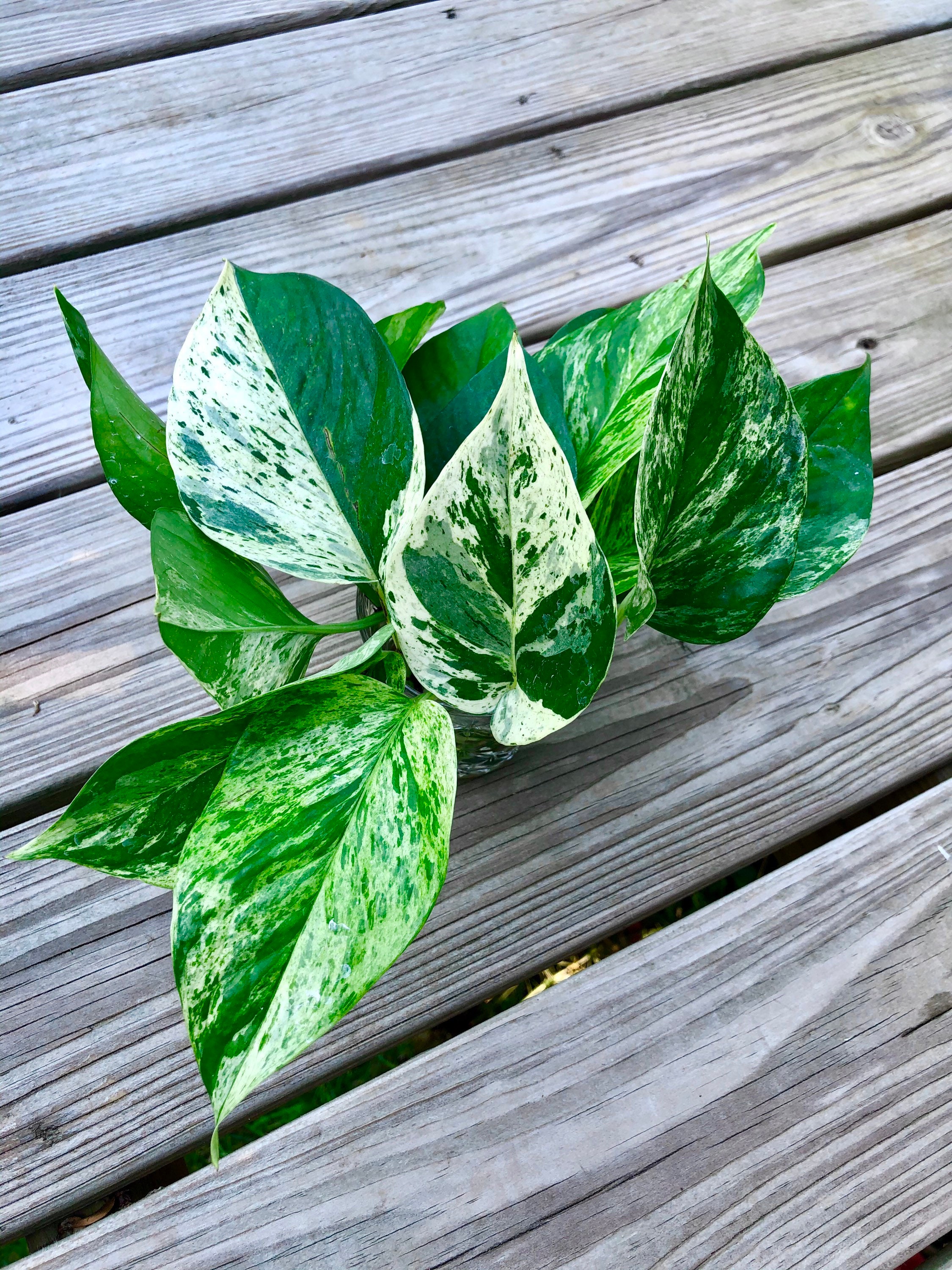 RARE Marble Pothos Cuttings Variegated Indoor