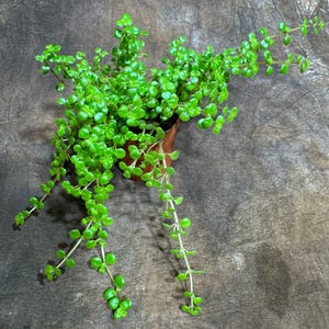 Pilea Depressa Baby Tears in 2&quot; Nursery Pot - Indoor Plant - Easy Care houseplant- Low Maintenance Succulent - Pilea Tiny Tears Plant