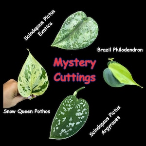 Indoor Easy Care plant Cuttings Bundle - Mystery Box House Plant Clippings  - UNROOTED Cuttings for Propagation Pothos Philodendron
