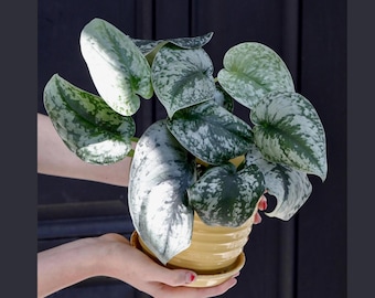 Silver Satin Philodendron, Satin Pothos, Scindapsus Pictus 'exotica'   Vining Plants, Houseplants, Holiday Gifts - 4" Pot, Free Heatpad - Etsy