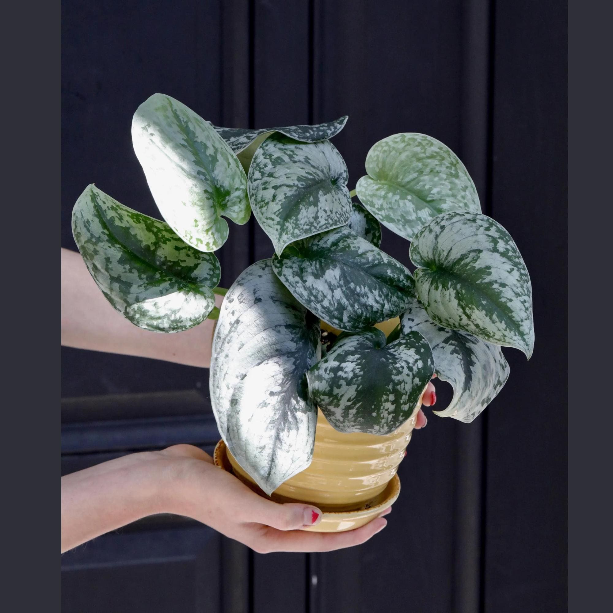 Scindapsus Silver Exotica Plant in 3