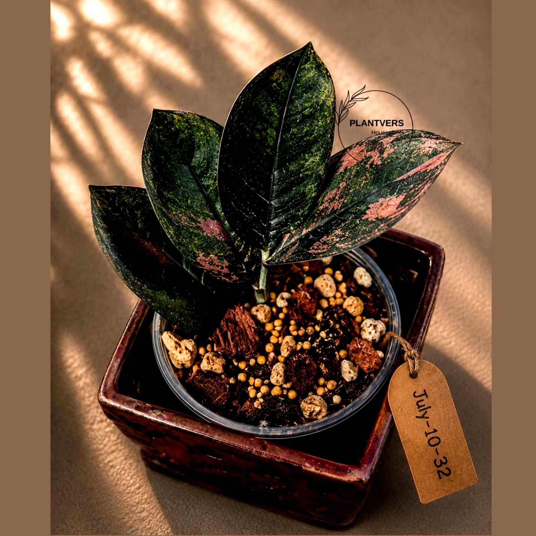 Black Variegated ZZ Plant - Multi Color Zamioculcas - Super Rare