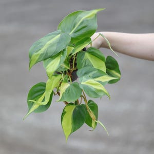 Philodendron Brazil in a 4&quot; Nursery Pot - Variegated Pothos Plant - Trailing Plant - Air Purifying Low Light Houseplant - Live Indoor Plant
