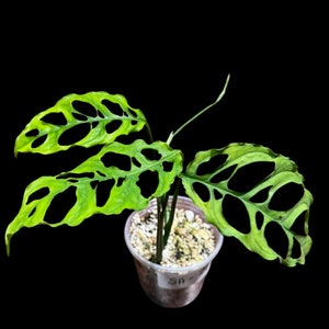 Monstera Obliqua Peru Potted Plant | Live Rare Houseplants | Window-Leaf Monstera | SAME Pot as images - US Seller