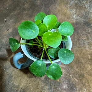 May include: A small, vibrant green plant with round leaves, potted in a white and blue teacup. The plant's leaves are a bright, healthy green, contrasting with the cup's colors. The teacup has a handle and is filled with dark soil.