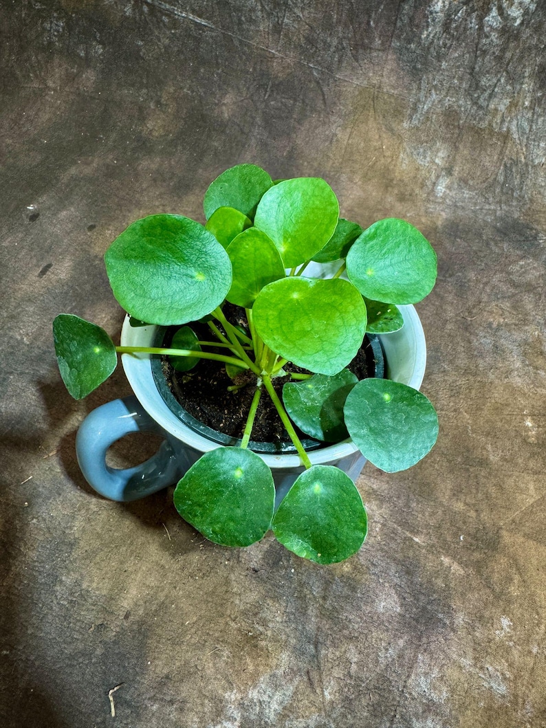 May include: A small, vibrant green plant with round leaves, potted in a white and blue teacup. The plant's leaves are a bright, healthy green, contrasting with the cup's colors. The teacup has a handle and is filled with dark soil.