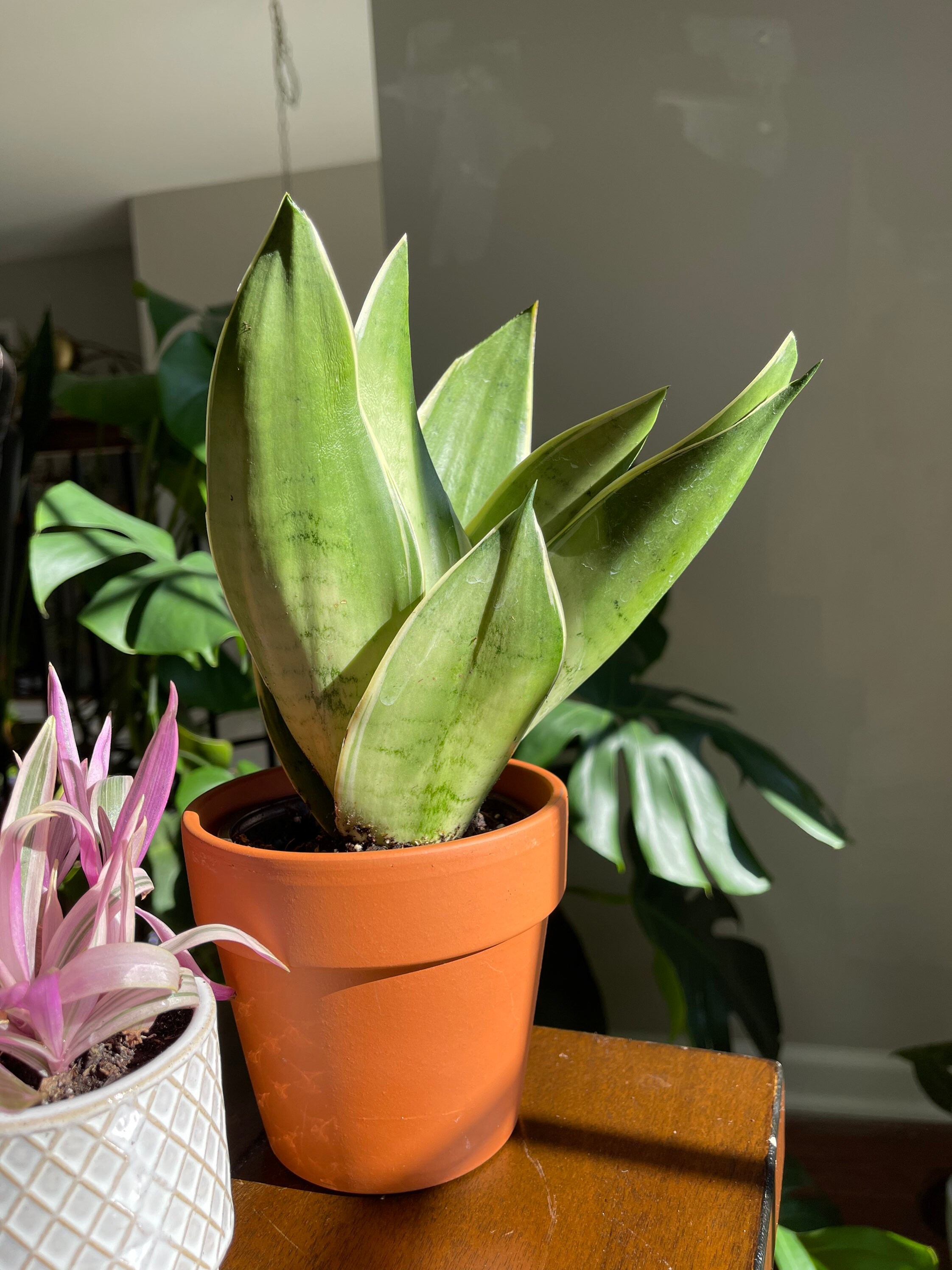 Snake Plant in a Nursery Air Purifying Plant Best Indoor Air Etsy
