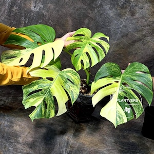 Monstera Mint Aurea - Etsy