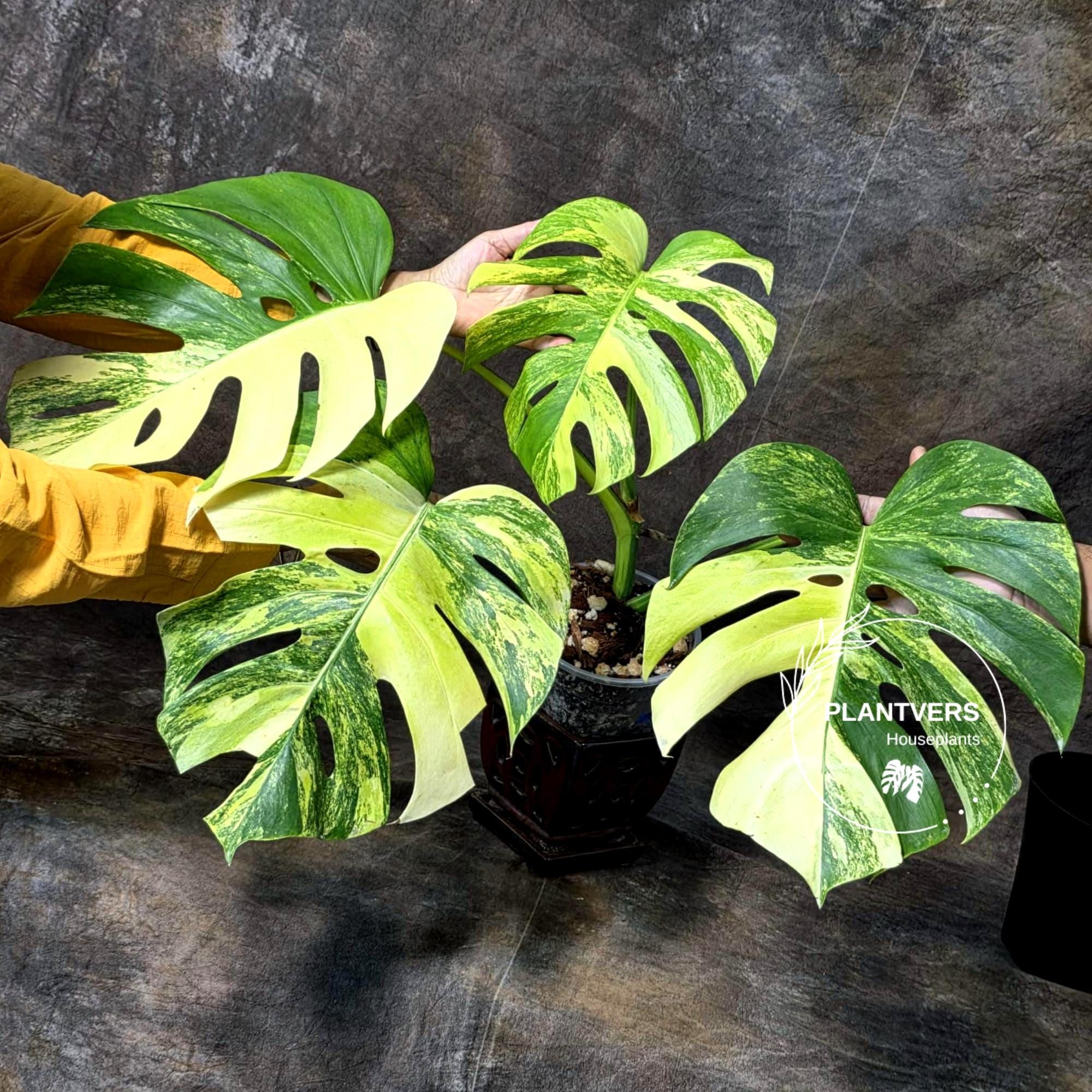 Variegated Monstera Borsigiana Aurea Live Plant - Monstera Aurea