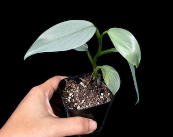 Philodendron Silver Sword starter plant in a 2" Pot| Indoor & Outdoor Live House plant | Unique Tropical Plants | Office Plant, Gift Plants