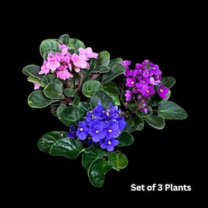 African Violet in 4" Grow Pot Set - Indoor Flower Plant - Plant Lover Gift - White, Pink, Violet Live Flower Plant - Blooms All Year Round