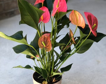 Anthurium Flowering 4” Easy Care Hardy Houseplant - Low Light Indoor Plant - Adds beauty and air purification - Live indoor Flower Plant