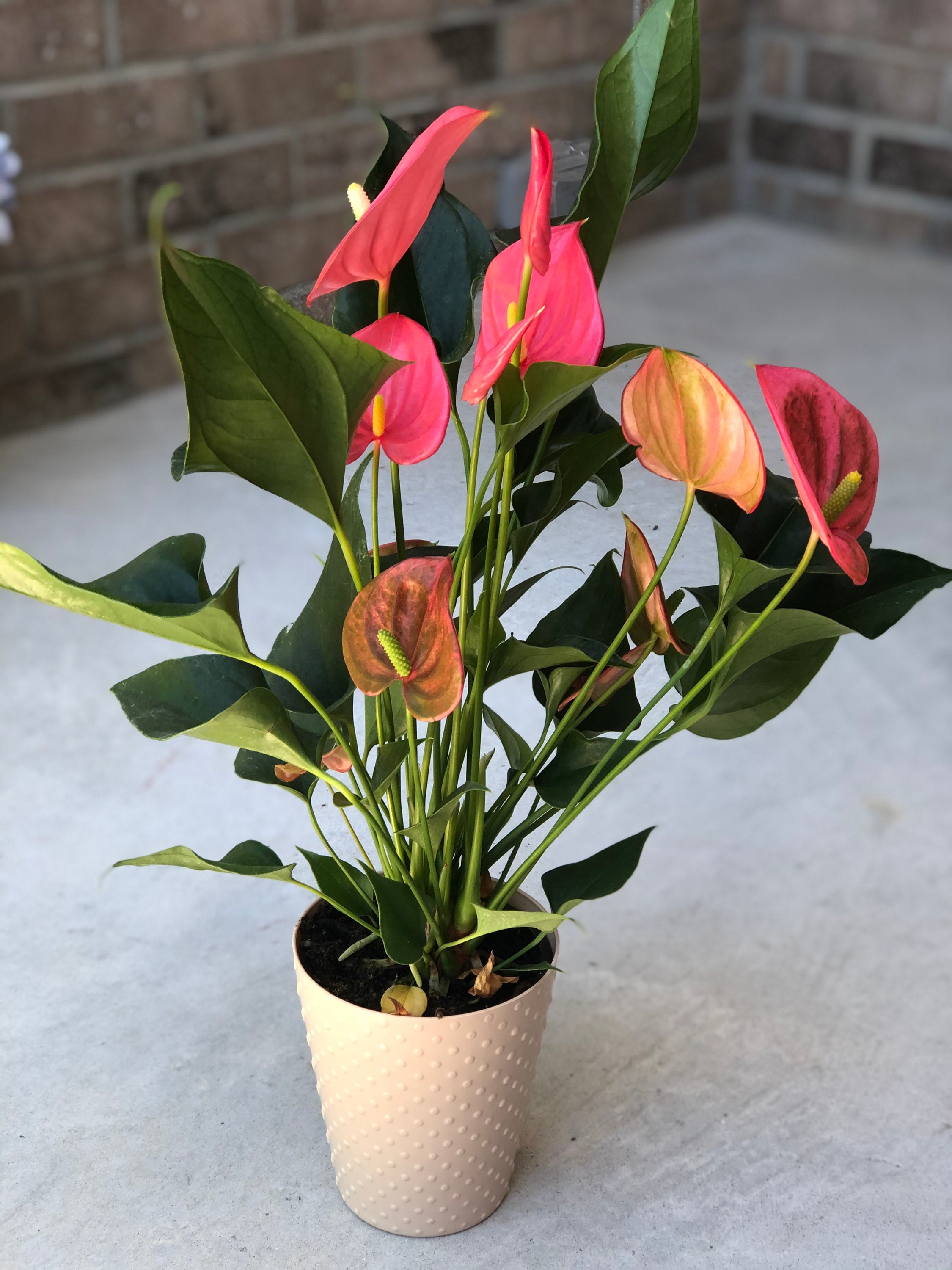 Anthurium Flowering Easy Care Hardy Houseplant Low Light Etsy