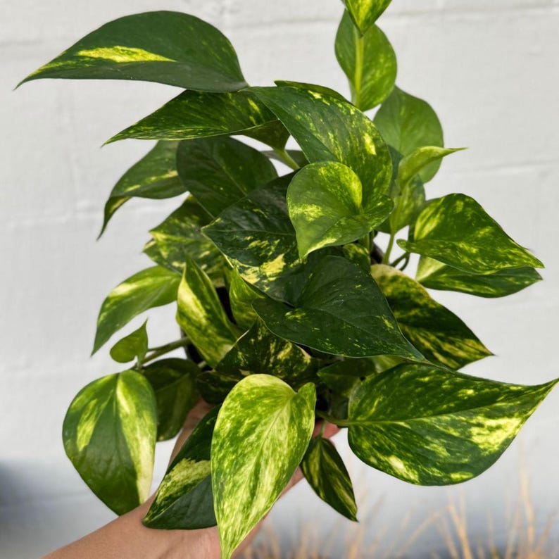 Golden Pothos Live Plant - Easy Care Low Light Indoor Plant - Devil’s ...