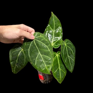 Anthurium Clarinervium Plant in a Nursery Pot - Live Anthurium Houseplant - Crystal Anthurium - Tropical Indoor House Plant - US Seller