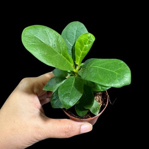 May include: A small potted Ficus lyrata plant, also known as a fiddle-leaf fig, with large, vibrant green leaves. The plant is in a small brown plastic pot, set against a black background. The leaves have prominent veins and a glossy texture.