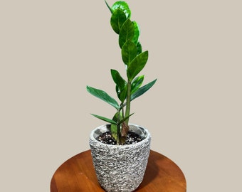 Green Zz Plant - Zamioculcas Zamiifolia Single Plant in a 4" Pot - Rare Indoor Good Luck Houseplant - Easy Care Plant - Indoor Potted Plant