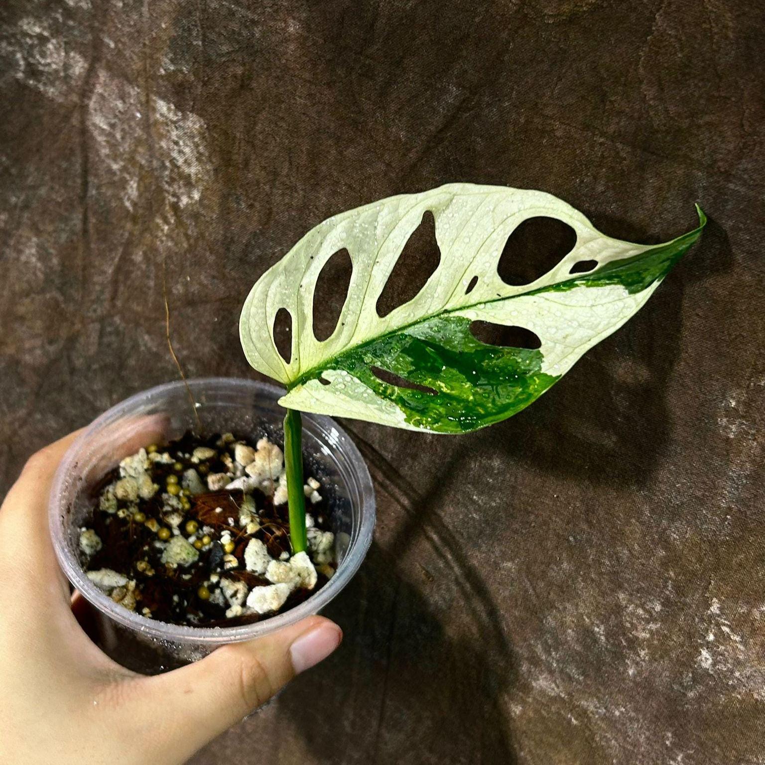 monstera deliciosa giftig hund Tipps zur Pflege deiner Pflanze : Monstera deliciosa  PflanzenFuerAlle