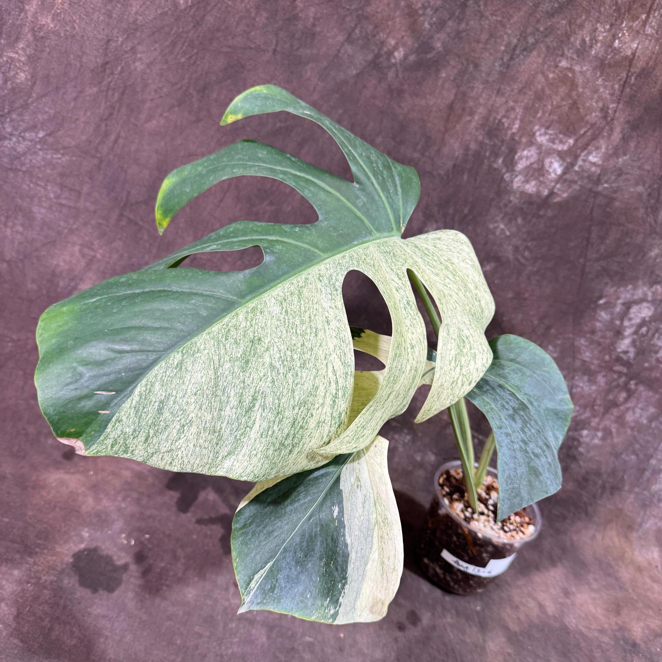 「激レア」モンステラ　フルミント 現品　Monstera full mint 激レア」モンステラ フルミント 現品 Monstera full mint