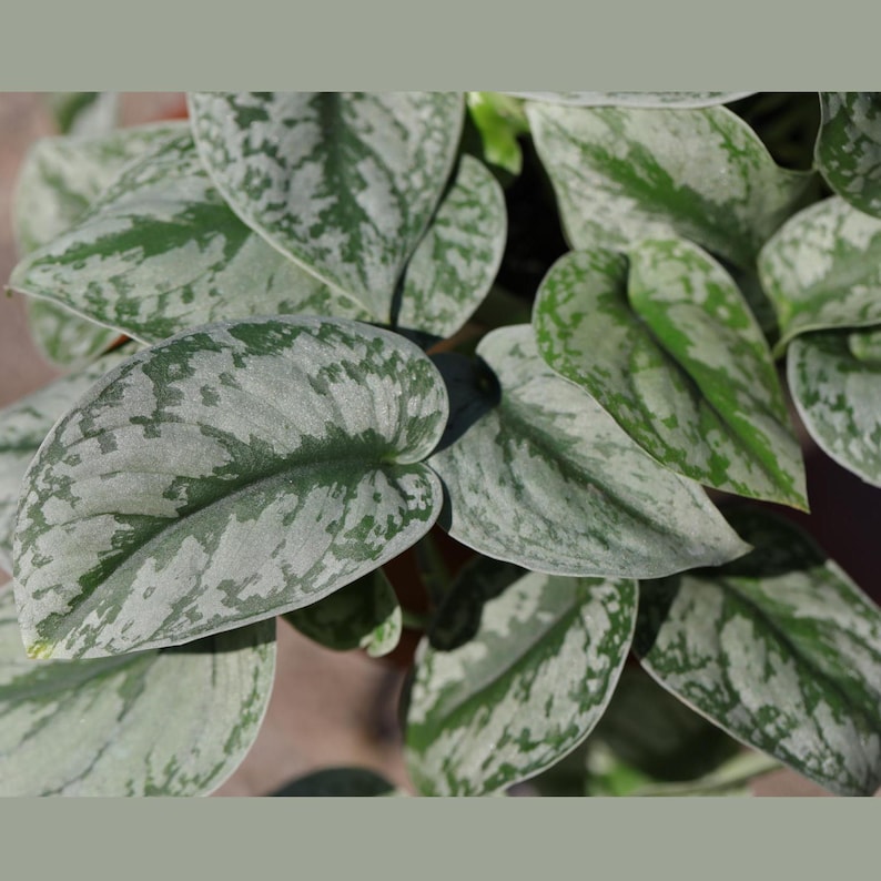 Scindapsus Silver Exotica Plant - Thumbnail 5
