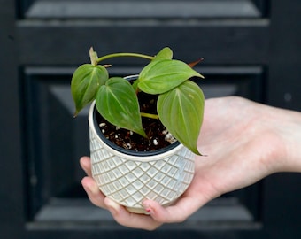 Philodendron Micans Velvet in a 2" Nursery Pot -Velvet Leaf - Heartleaf Philodendron - Rare Indoor Plant - Easy Care Gift Houseplant