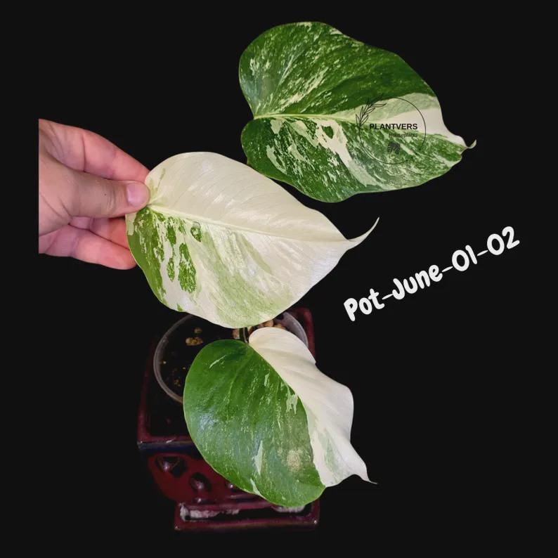 PlantVers Monstera Albo Plant - Thumbnail 2