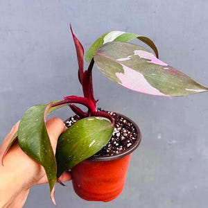 Könnte beinhalten: Eine Pink Princess Philodendron Pflanze im Topf. Die Pflanze hat rosa und grün gefleckte Blätter und einen tiefroten Stiel. Die Pflanze befindet sich in einem kleinen, roten Plastiktopf, der von einer Hand vor grauem Hintergrund gehalten wird.