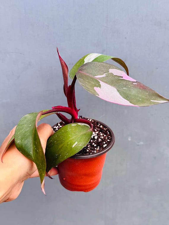 rubber tree price Rubber Plant for Sale main image 0