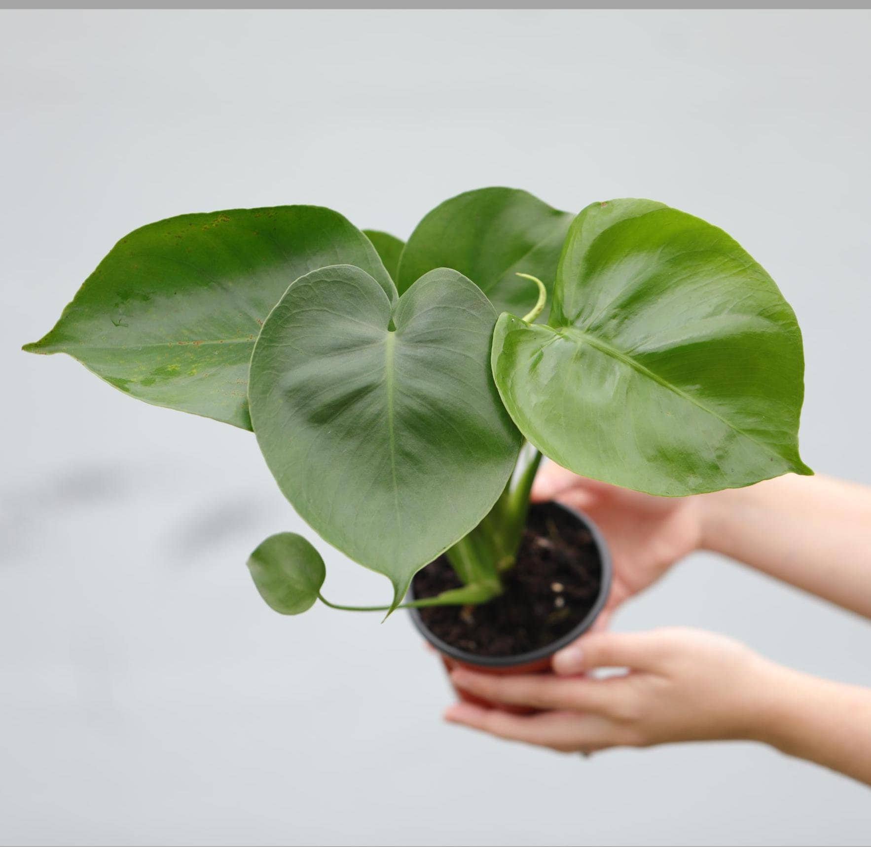 Monstera Deliciosa Compacta seed grown - GP selected form