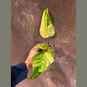 Variegated Philodendron Strawberry Shake EXACT Same Plant - Rare Variegated Strawberry Plant - Collector Plant - Gift Live Plant - US Seller