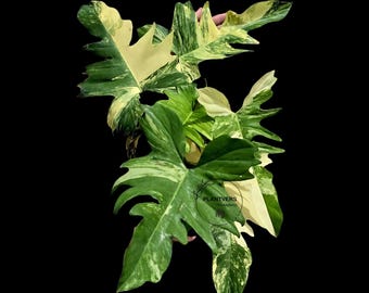 Variegated Philodendron Florida Beauty x Mayoi - Extremely Rare Collector Aroid Live Plant - Exact Same Plant - US Seller