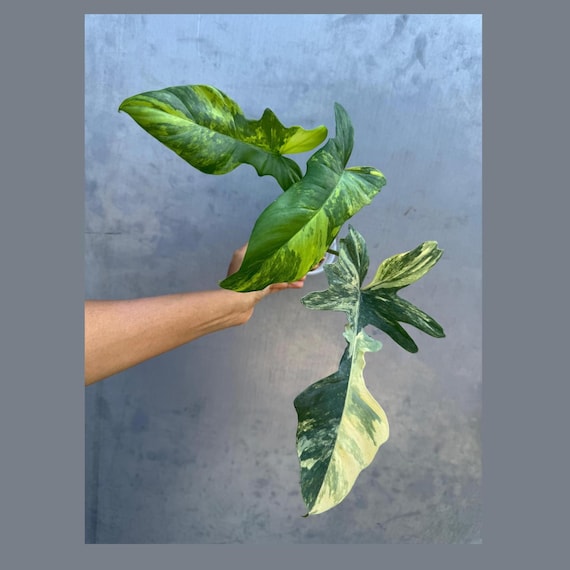 斑入りフィロデンドロン フロリダビューティー x マヨイ 完全体 - 超